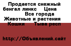 Продается снежный бенгал(линкс) › Цена ­ 25 000 - Все города Животные и растения » Кошки   . Тыва респ.